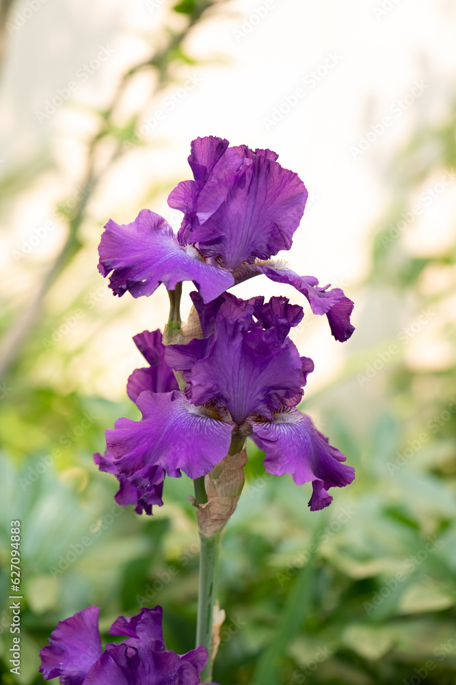 purple iris