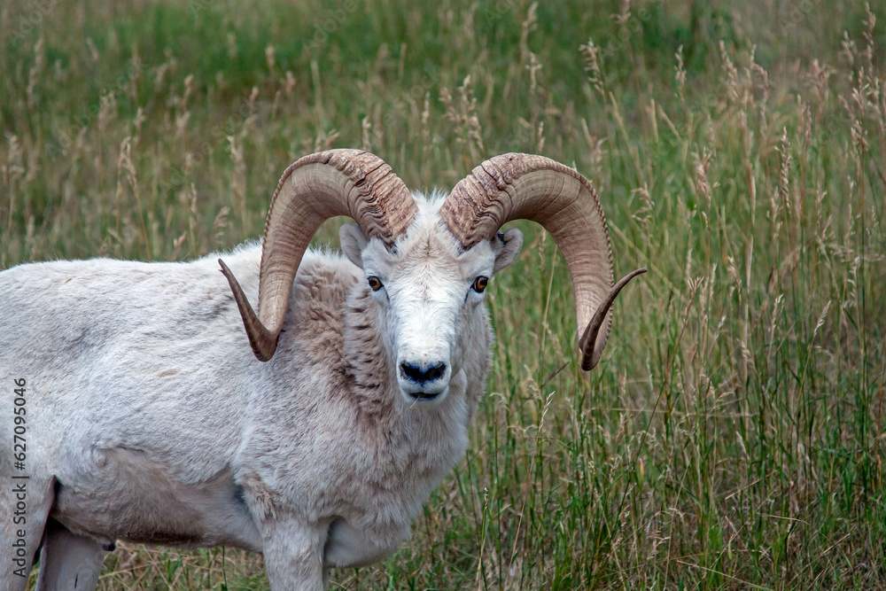 Fototapeta premium Captive Dahl Sheep with big Curl