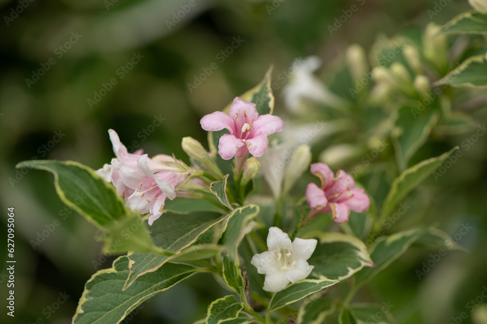 little pink and white flowers little pink and white flowers