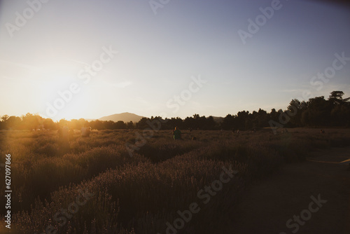 Wallpaper Mural Lavender fields Torontodigital.ca