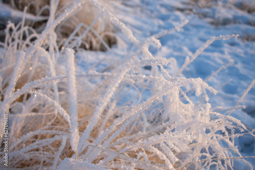 Obraz na płótnie frost covered branches