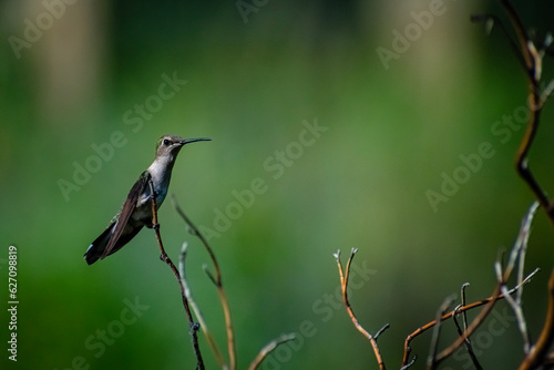 hummingbird on branch