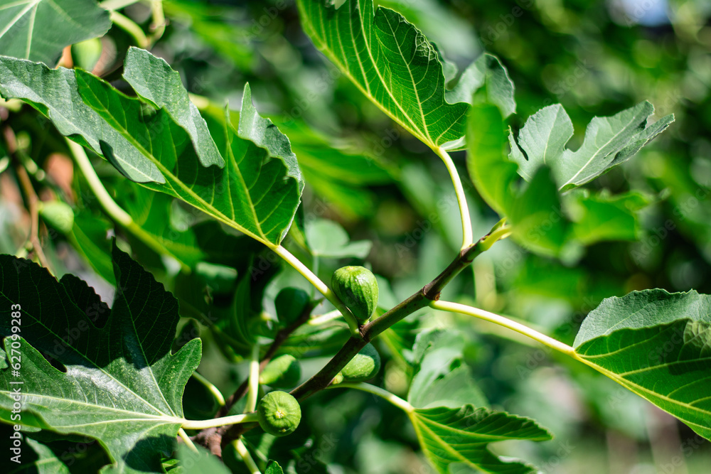 Organically Grown Backyard Eco Figs Organically Grown Backyard Eco Figs