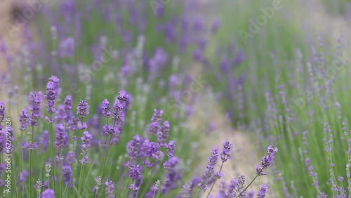 Sunset over a violet lavender field in Provence, France