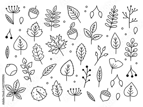 Autumn leaves and berries doodle set. Hello Autumn elements: leaves, herbs, chestnut, acorn in sketch style. Hand drawn vector illustration isolated on white background