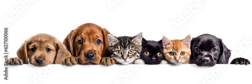 cute puppies and kittens peeking over web banner isolated white background. Generative AI