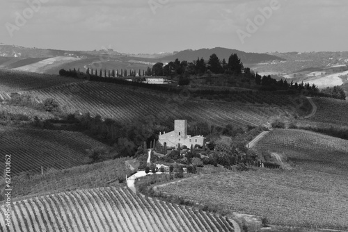 vineyard in the morning