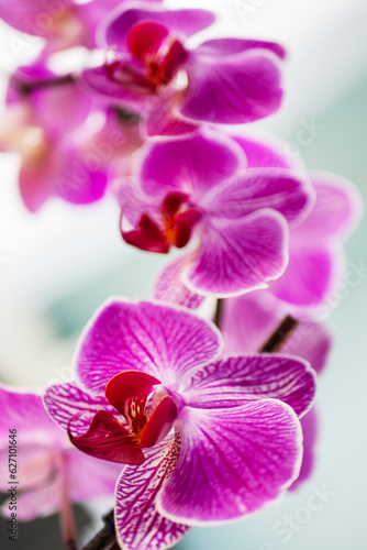 Bouquet with purple color flowers on a blurred light background. Calm and beautiful scene. Natural beauty. Selective focus.