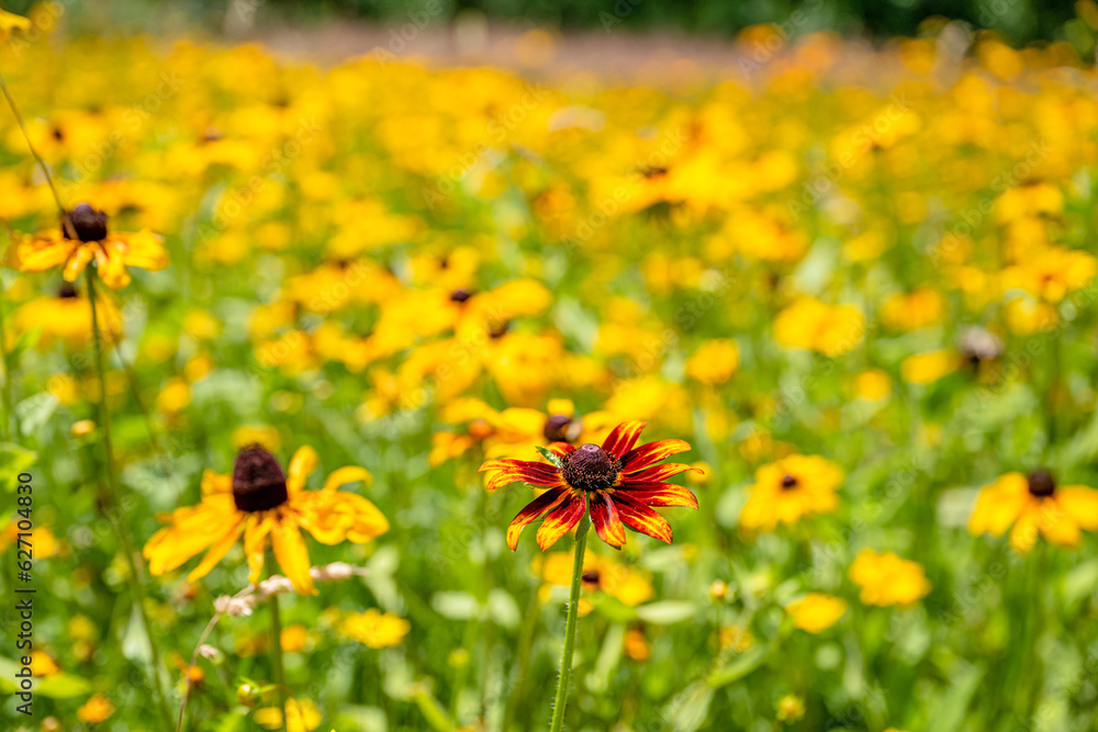 Obraz premium yellow flower field