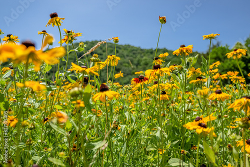 yellow flower field