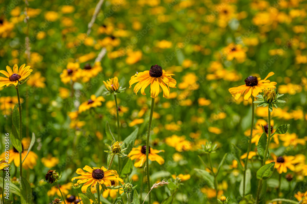 Obraz premium yellow flower field