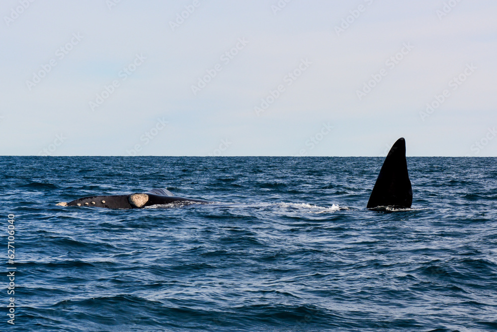 Fototapeta premium Puerto Madryn - Argentina