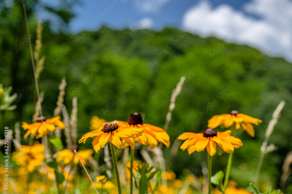 Obraz premium yellow flower field