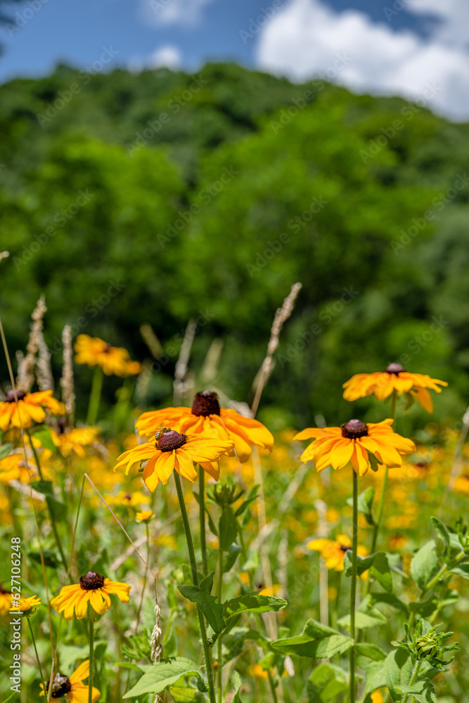 Obraz premium yellow flower field
