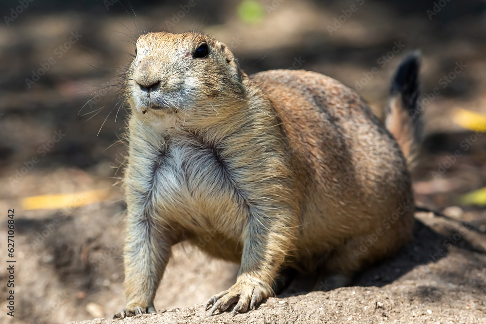 Prairie dog eating with front paws. Small and wild rodents. Close-up of a predator-watchful rodent. Prairie dog eating with front paws. Small and wild rodents. Close-up of a predator-watchful rodent.