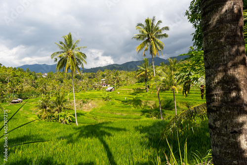 Kokosnuss-Palmen und Reisfelder auf Bali