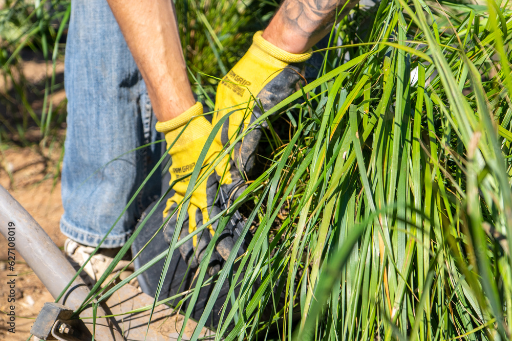 Landscaping Company Tending to A Front Lawn and Flower Bed Cutting Grass and Blowing Debris