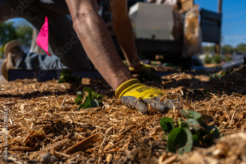 Landscaping Company Tending to A Front Lawn and Flower Bed Cutting Grass and Blowing Debris