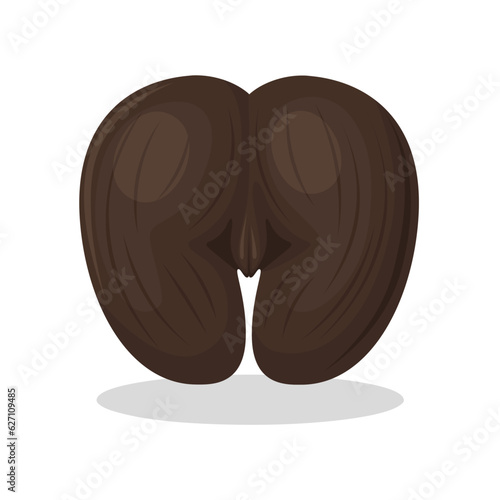 Vector illustration, coco de mer, or sea coconut, shape resembling female body parts, isolated on white background.