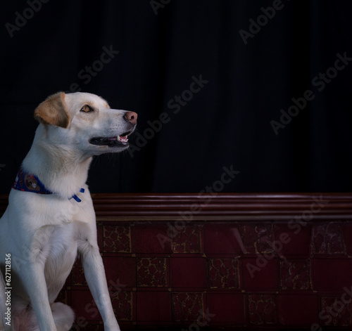 perro mestizo blanco con oreja café y pañoleta photo