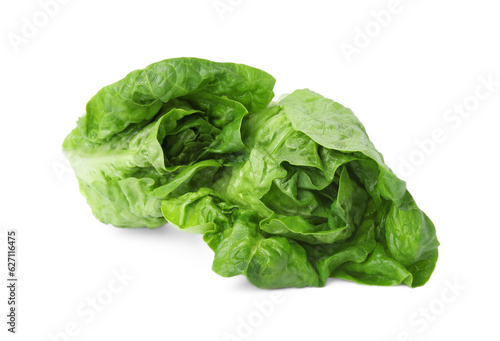 Fresh green romaine lettuces isolated on white