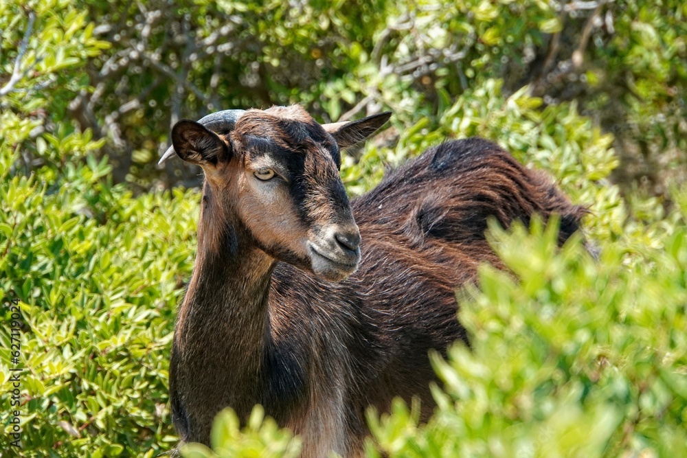Cretan Goat, in Crete, Greece Cretan Goat, in Crete, Greece