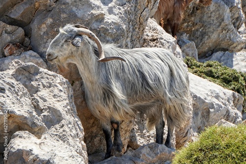 Cretan Goat, in Crete, Greece photo
