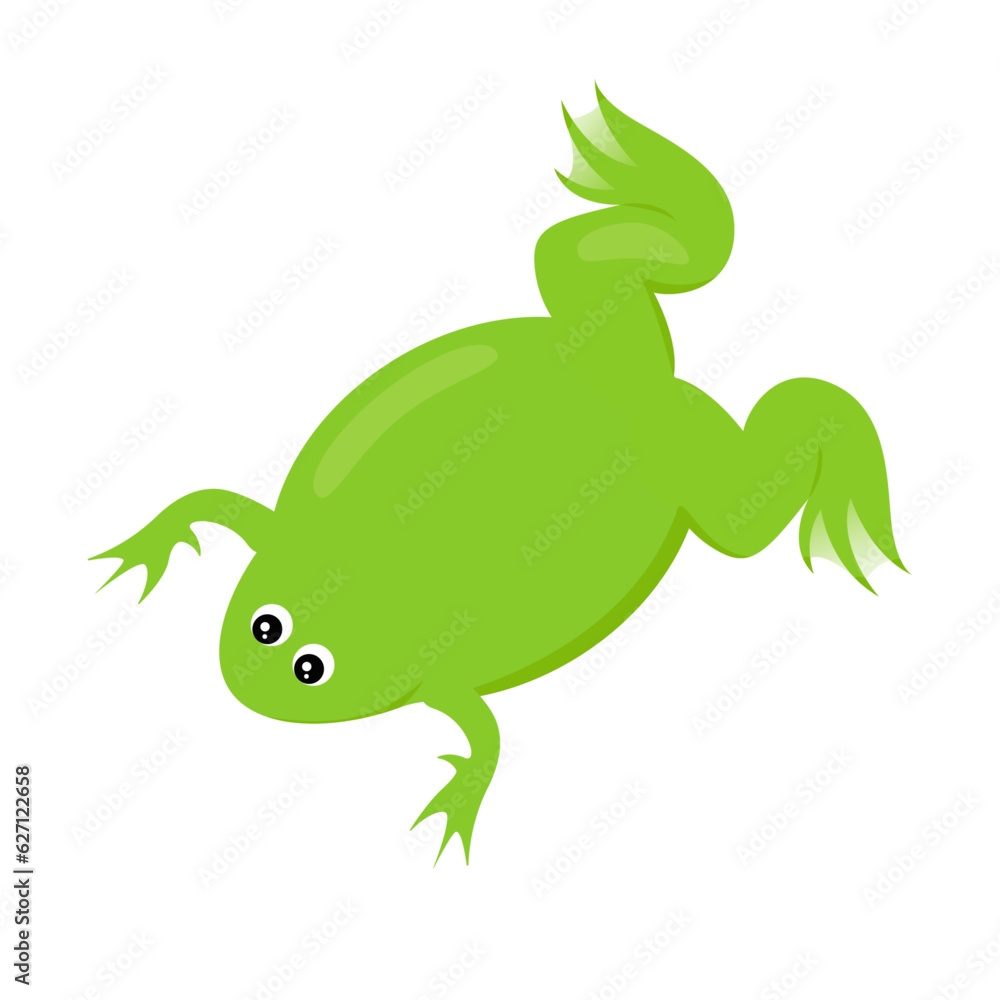 Xenopus clawed frog vector illustration graphic Xenopus clawed frog vector illustration graphic