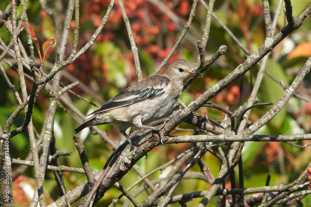 chestnut cheeked starling on a sweet viburnum