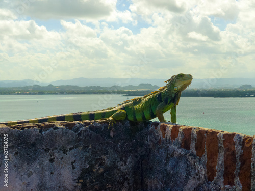 Iguana on the walll