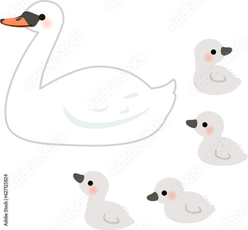 白鳥の親鳥とヒナ