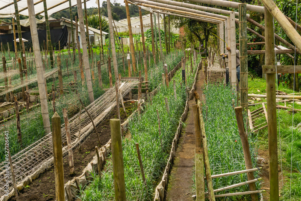 cultivation of plants and flowers for the medellin flower fair in santa elena colombia cultivation of plants and flowers for the medellin flower fair in santa elena colombia