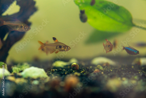 fish in home aquarium with