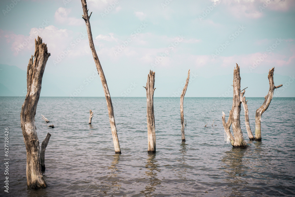 Dead trees with bare branches and bark standing upright in the Atitlan lake in Guatemala