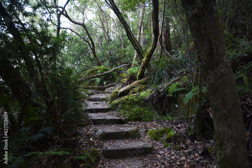 landscape portrait of a lush dark enchanted forest with lush mossy plants and ferns  along the three cape hike trail pathway in Tasmania Australia