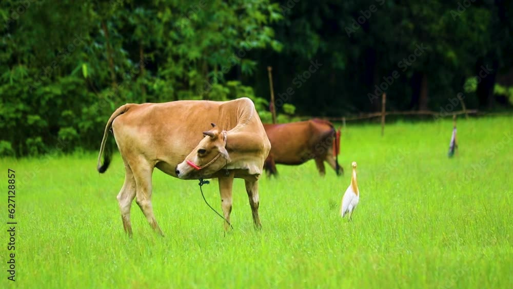 Indian cow at grass field with cattle egret in Bangladesh. Cow waves its tail and scratches an itch while grazing as the cattle egret watches Indian cow at grass field with cattle egret in Bangladesh. Cow waves its tail and scratches an itch while grazing as the cattle egret watches