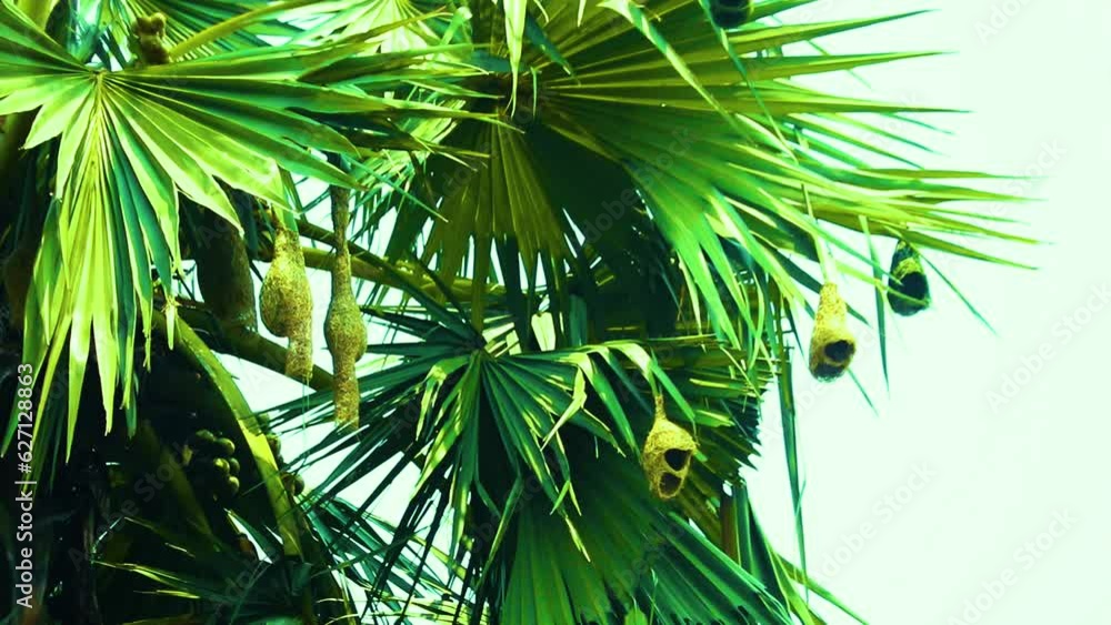 Golden Weaver bird nest hanging from Asian tropical green palmyra palm tree leaves in Bangladesh Golden Weaver bird nest hanging from Asian tropical green palmyra palm tree leaves in Bangladesh