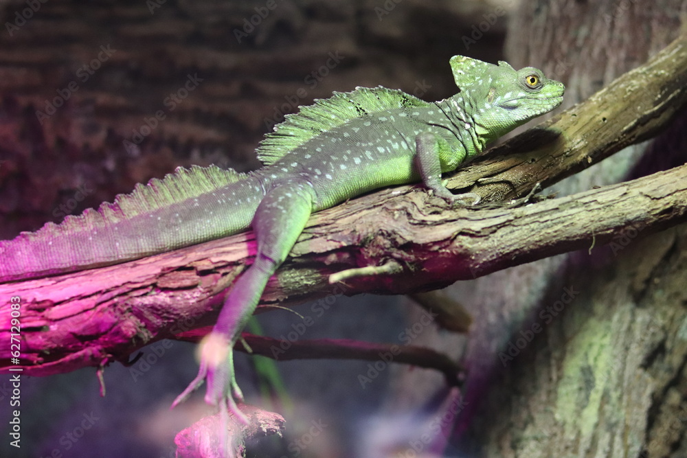 Naklejka premium Green lizard on a tree