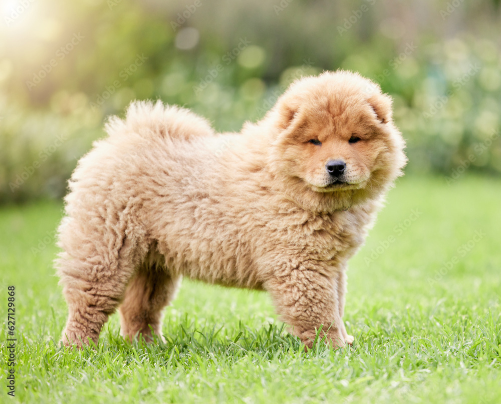 Cute, pets and grass with portrait of dog on backyard lawn for animals, fluffy and mammal. Summer, environment and nature with chow chow puppy on outdoor field for playful, relax and purebred Cute, pets and grass with portrait of dog on backyard lawn for animals, fluffy and mammal. Summer, environment and nature with chow chow puppy on outdoor field for playful, relax and purebred