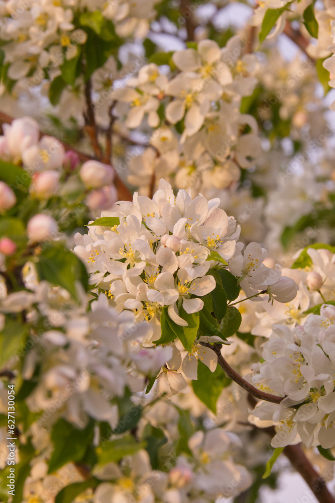Obraz premium Spring Tree Blossoms in the Evening Light