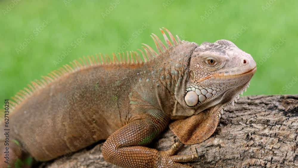 lizard, animal, green lizard with blur background
lizard, animal, green lizard with blur background