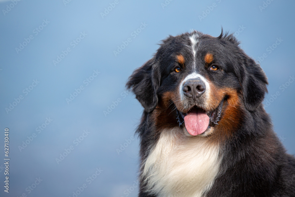 Close-up portrait of a beautiful Bernese Mountain dog, staring at the camera, in a mountain side landscape, with mountains in the background and a city in the valley below.