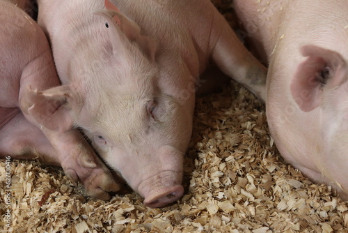 Pigs sleeping at the Franklin County Fair. Columbus, Ohio. photo