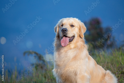 Close-up portrait of a beautiful Golden Retriever dog sitting on the grass of a mountain side landscape, with mountains in the background and a city lights in the valley below.