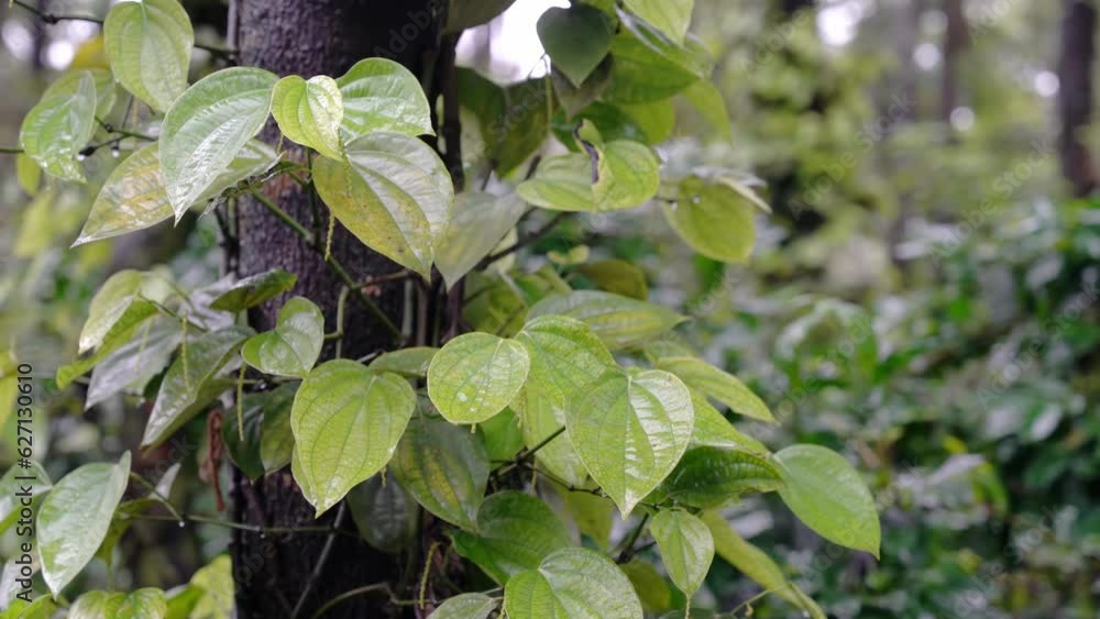 Black pepper plant plantation. closeup of Black pepper plant with green leaves. Black pepper plant plantation. closeup of Black pepper plant with green leaves.