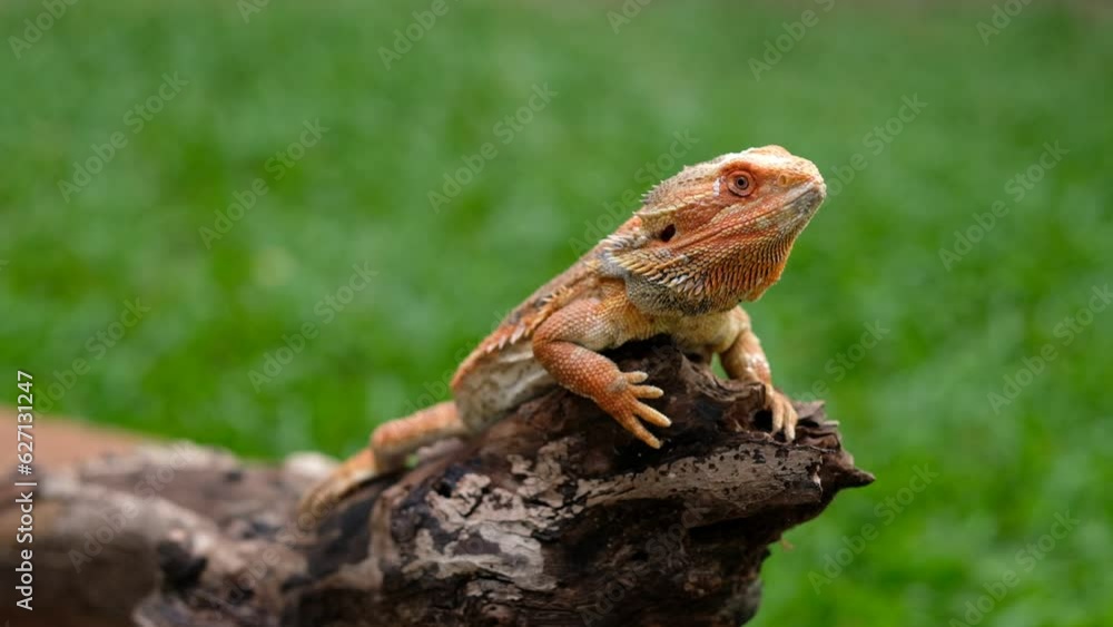 bearded dragon on ground with blur background
bearded dragon on ground with blur background