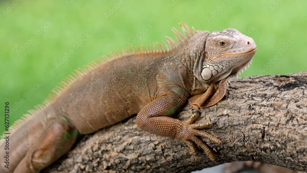 lizard, animal, green lizard with blur background
lizard, animal, green lizard with blur background
