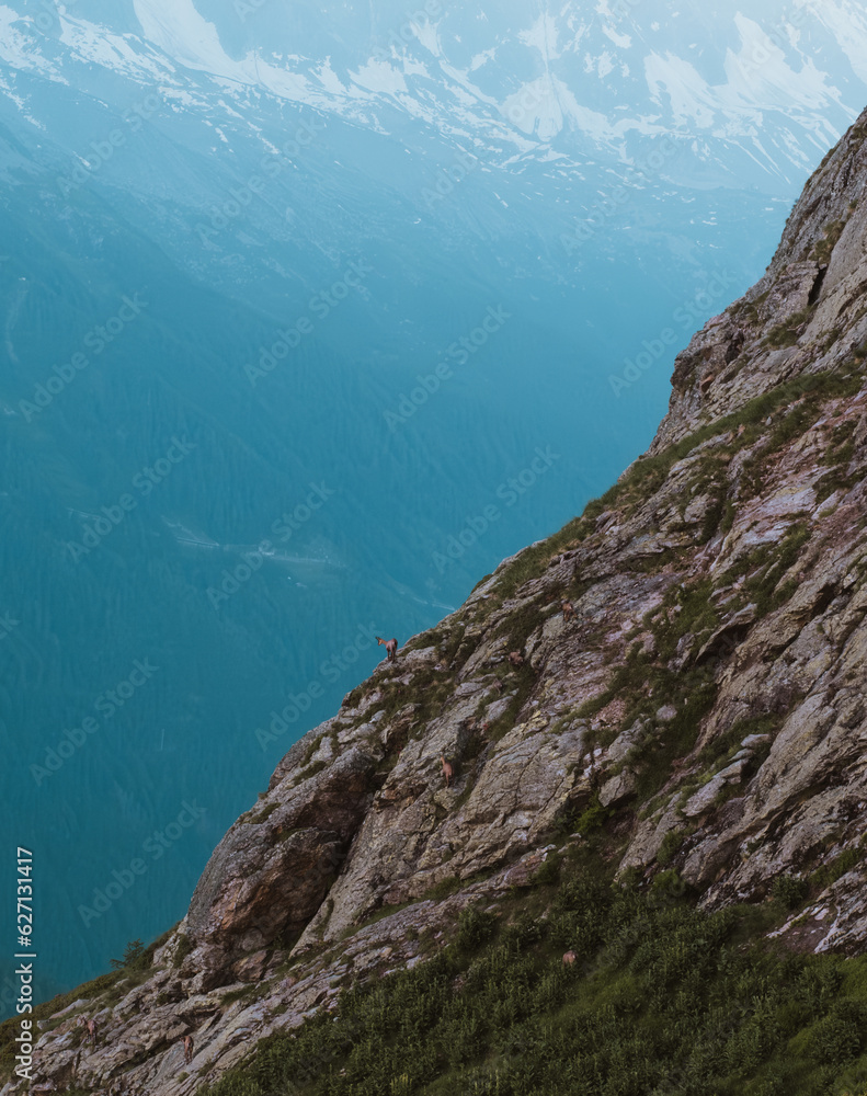 Alpine Ibex standing on edge 