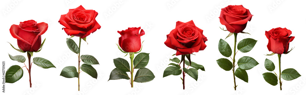 Fototapeta premium Collection of three red rose flower isolated over a transparent background. 