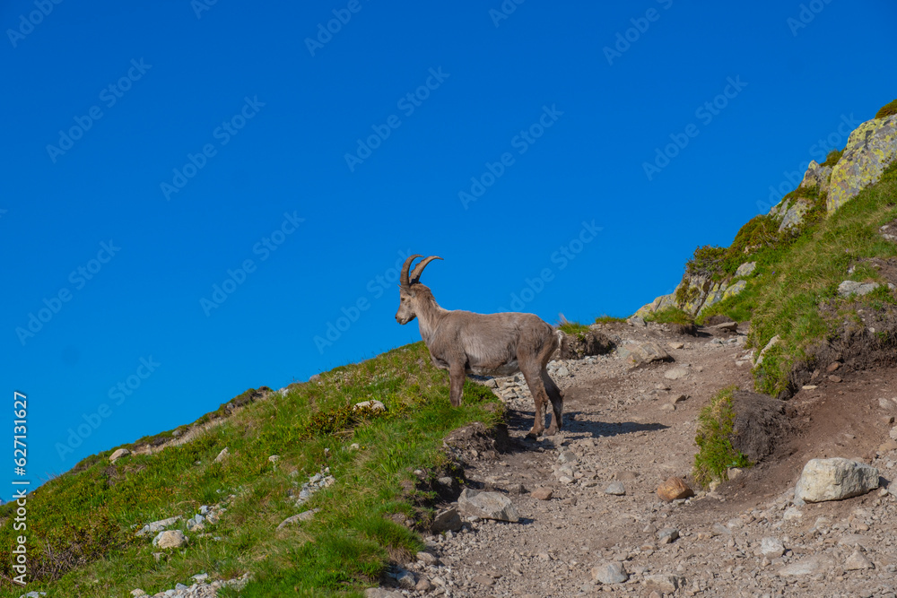 Alpine Ibex/Bouquetins looking at the mountains